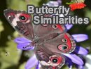 Butterfly Similarities