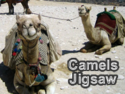Camels Jigsaw