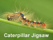 Caterpillar Jigsaw