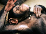 Chimpanzee