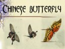 Chinese Butterfly