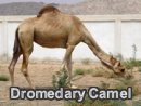 Dromedary Camel