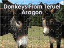 Donkeys From Teruel Aragon