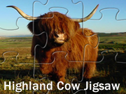 Highland Cow Jigsaw