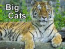 Big Cats