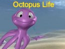 Octopus Life