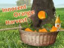 Innocent Orange Harvest
