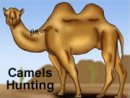 Camels Hunting