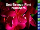 Sea Breeze Find Numbers